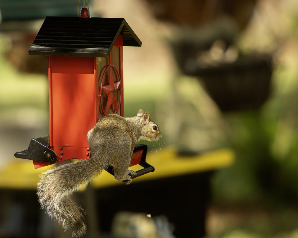 Smart Squirrel | bugsman | Blipfoto