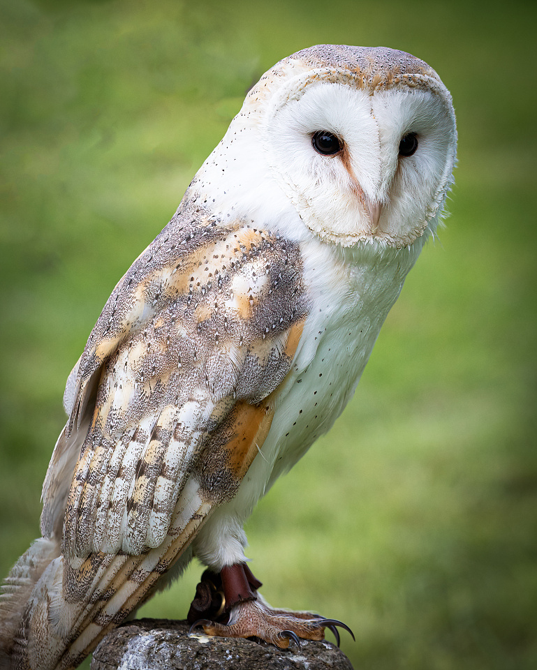 Eyes On Steveng Blipfoto eyes-on-steveng-blipfoto