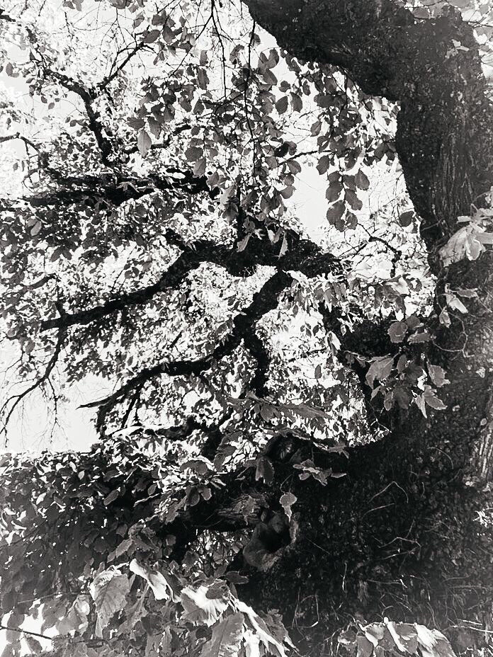 Mono trees | Barking | Blipfoto