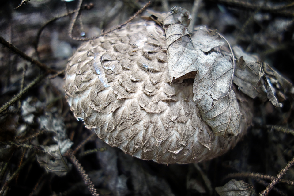 Gelijkmatig nauwkeurig Badkamer The word mushroom. | Talpa | Blipfoto