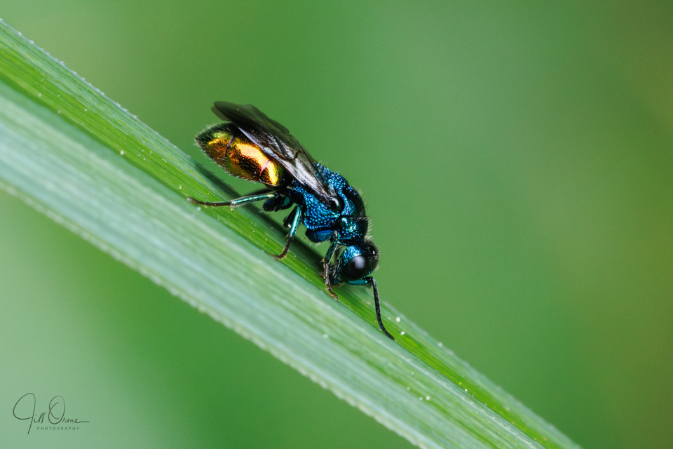 Jewel wasp | JDO | Blipfoto