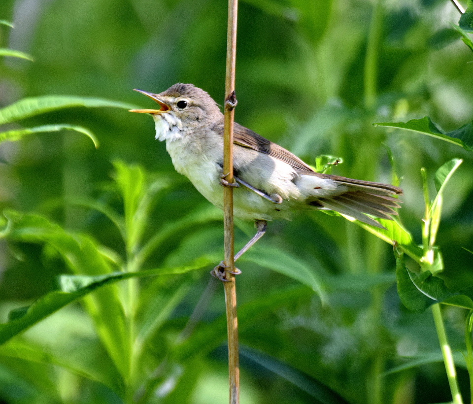 Pajulintu, Phylloscopus trochilus | leah | Blipfoto