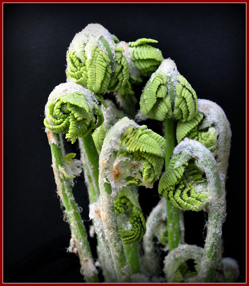 Fiddlehead Season! Memories4Me Blipfoto