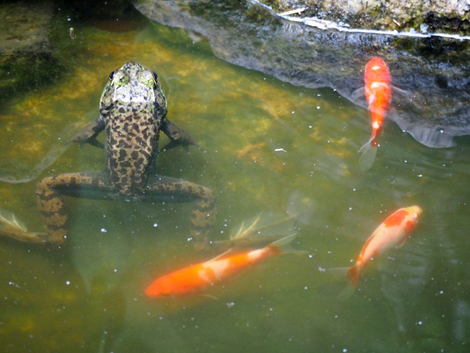 Frog and Fish in the Backyard Pond tlde Blipfoto