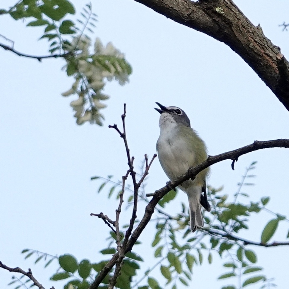 Blue-headed Vireo | Kimb | Blipfoto