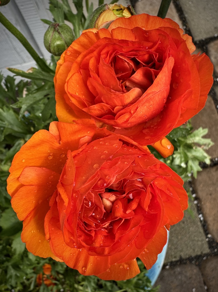 rainy-spring-day-katesgardenpdx-blipfoto