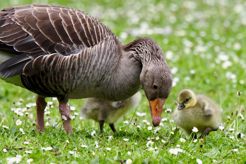 Goose And Gosling | AH14 | Blipfoto