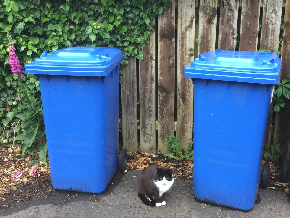 A cat between two bins | Liangge | Blipfoto