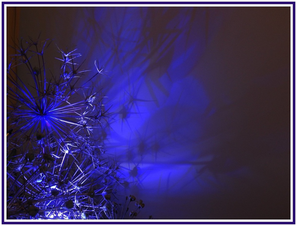 Dried Allium Heads DerwentLass Blipfoto