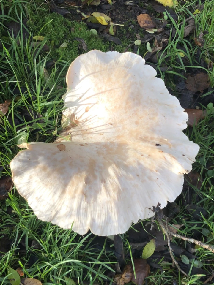 Giant Funnel Mushroom barona Blipfoto