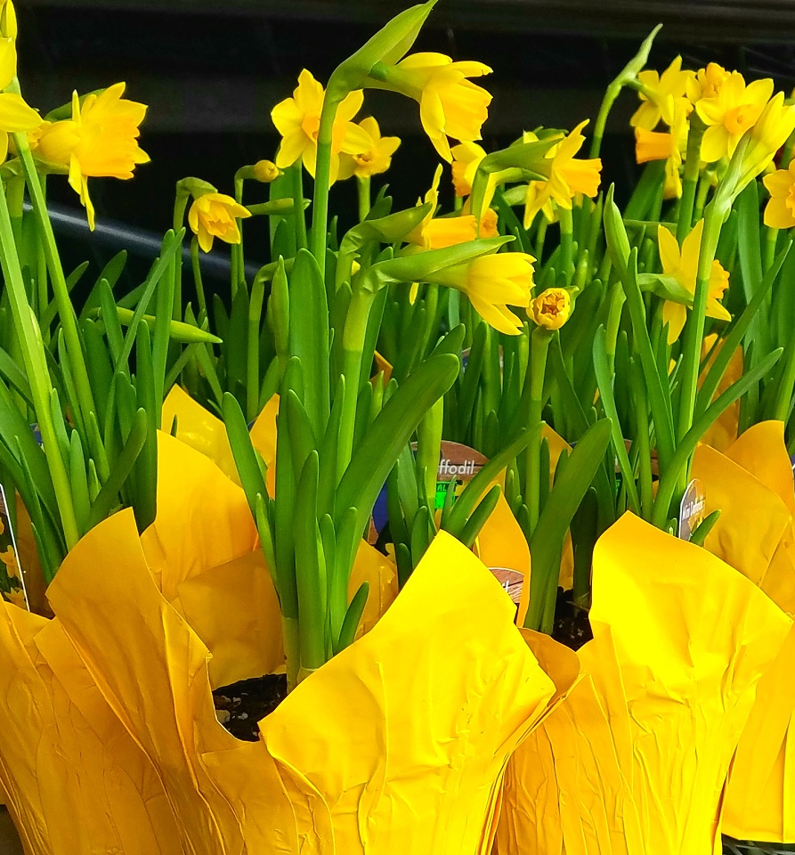 Daffodils in the Store RonaldBerry Blipfoto