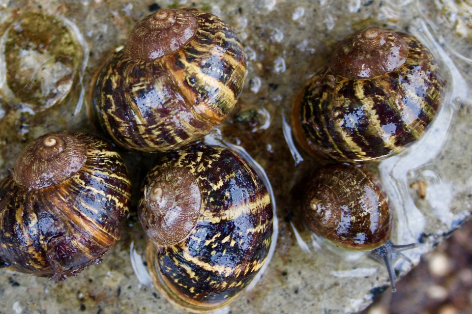 A Local Delicacy? Fyael Blipfoto