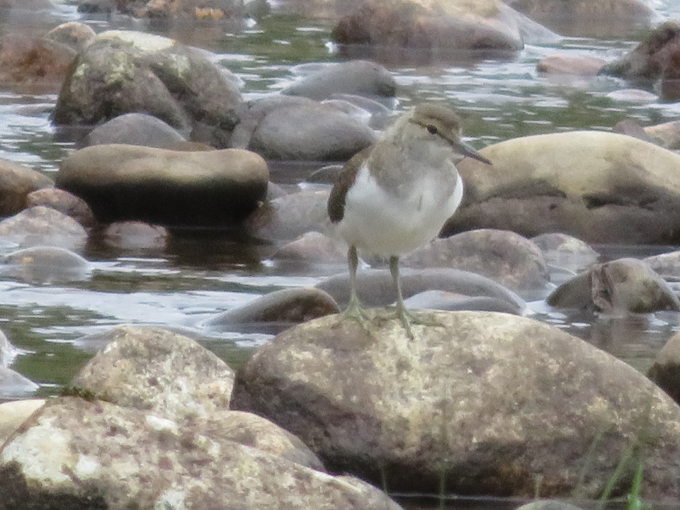 Young Sandpiper... Exlivet Blipfoto