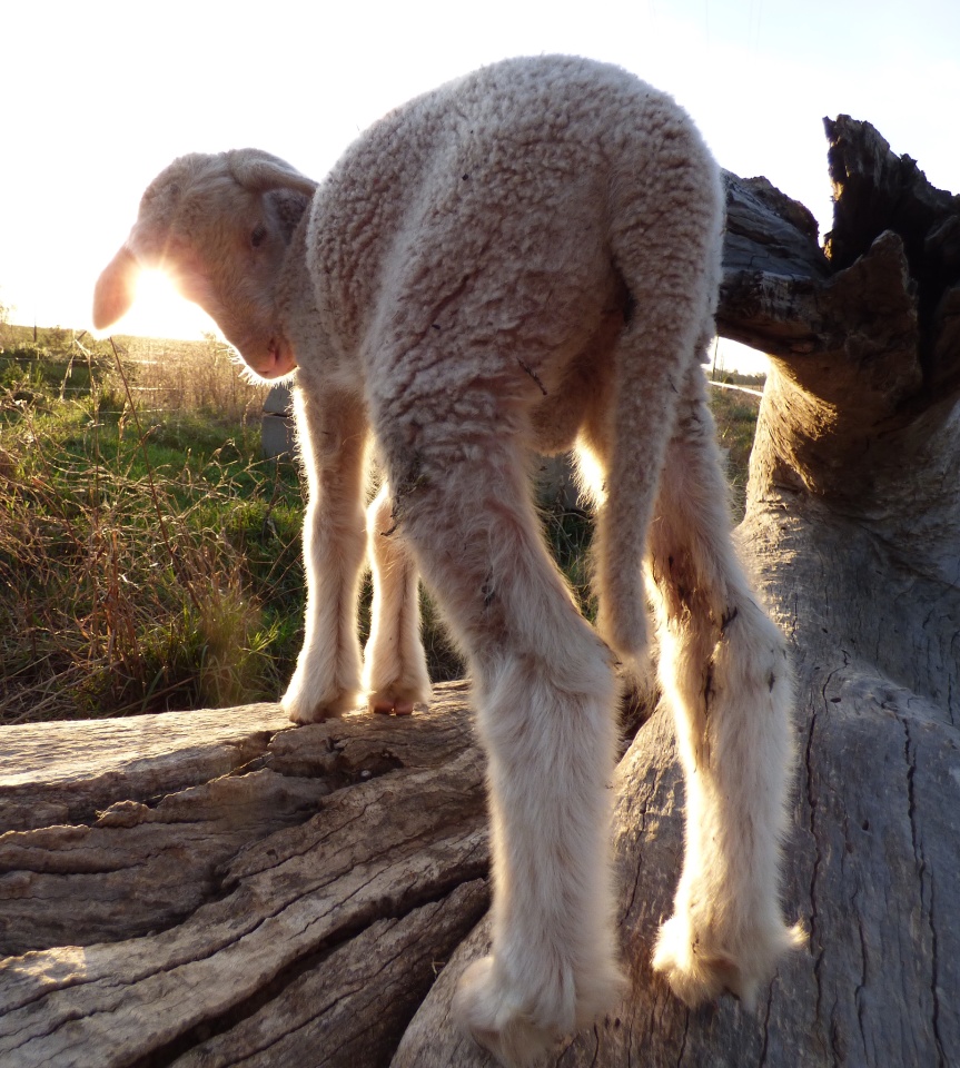 Another poddy lamb MsPeahen Blipfoto