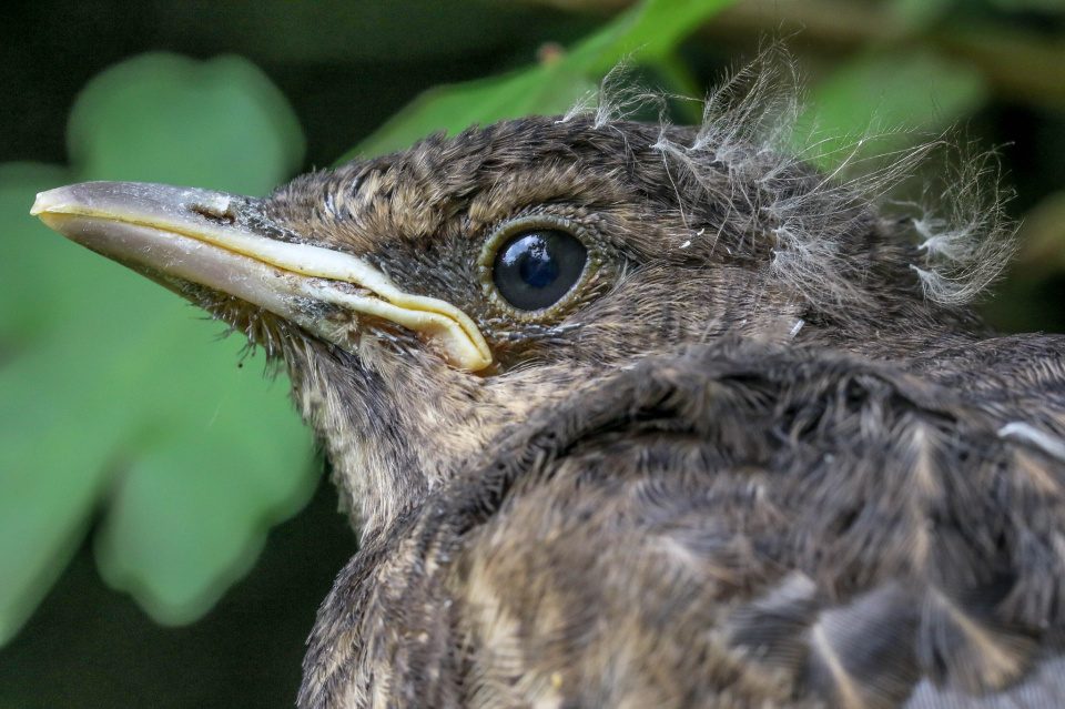 Macro Baby Blackbird | MsQuizzical | Blipfoto