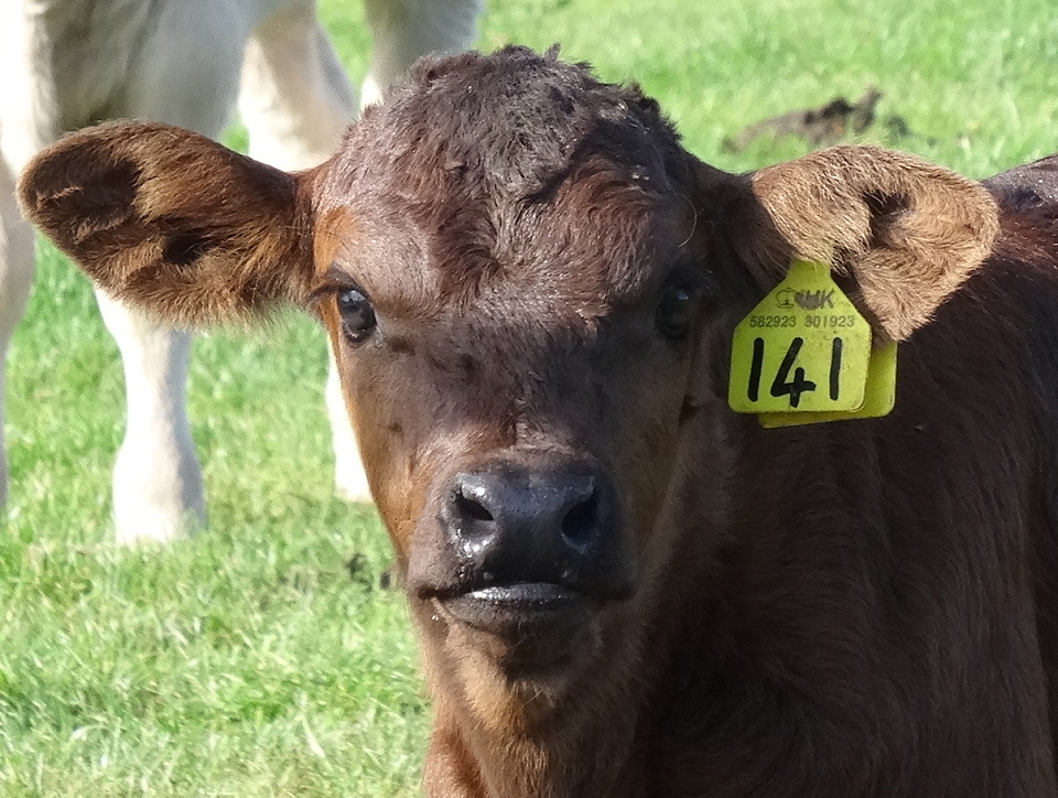 Little brown cow sheilwill Blipfoto