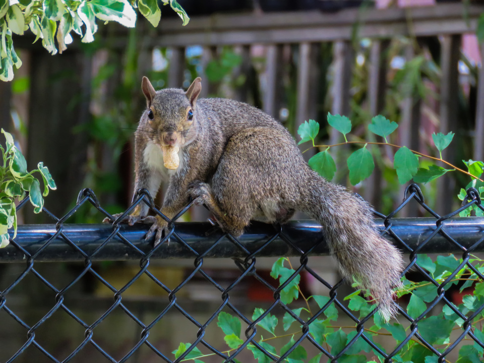 Sunday Squirrel | KevinV | Blipfoto