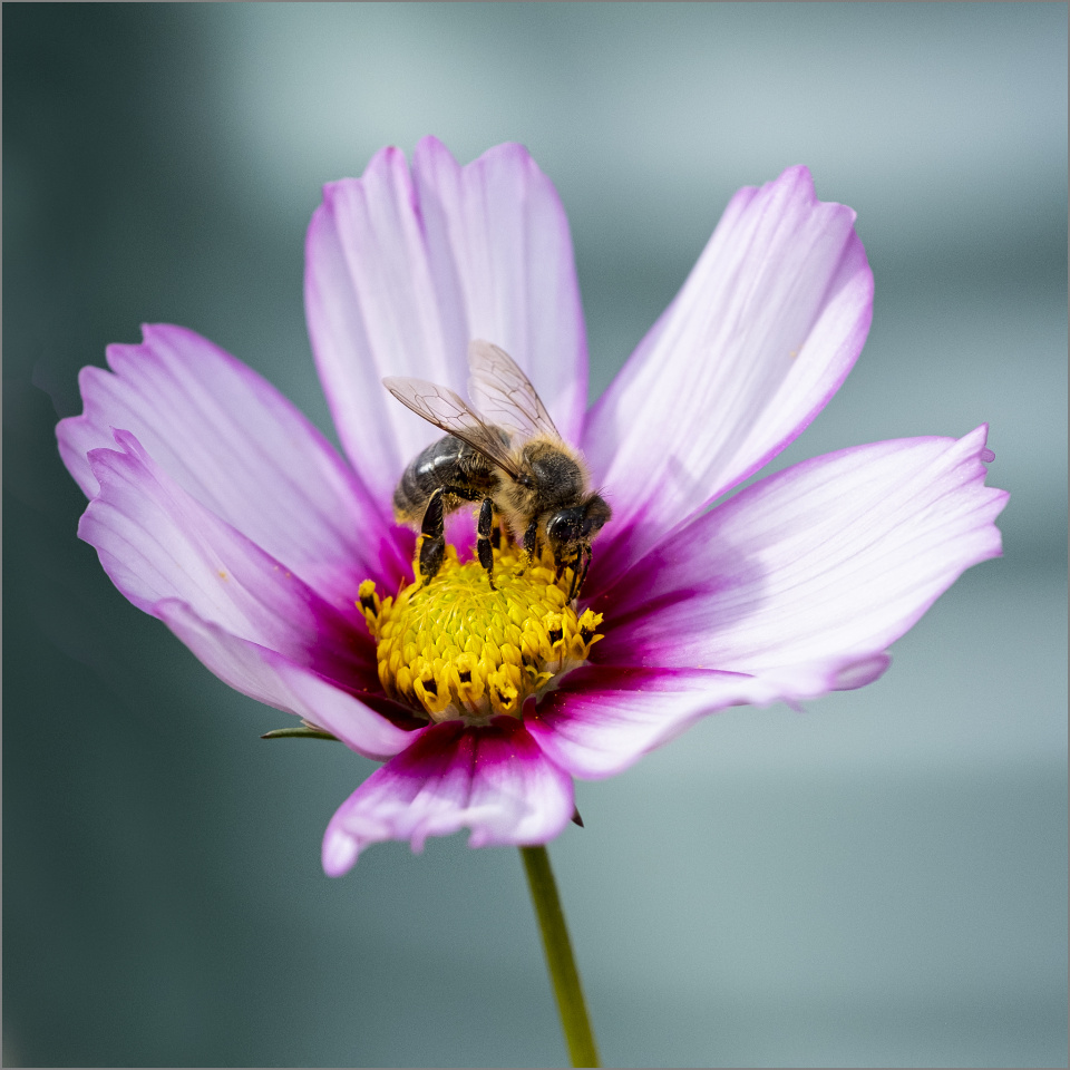 Cosmos and Bee Terrifo Blipfoto