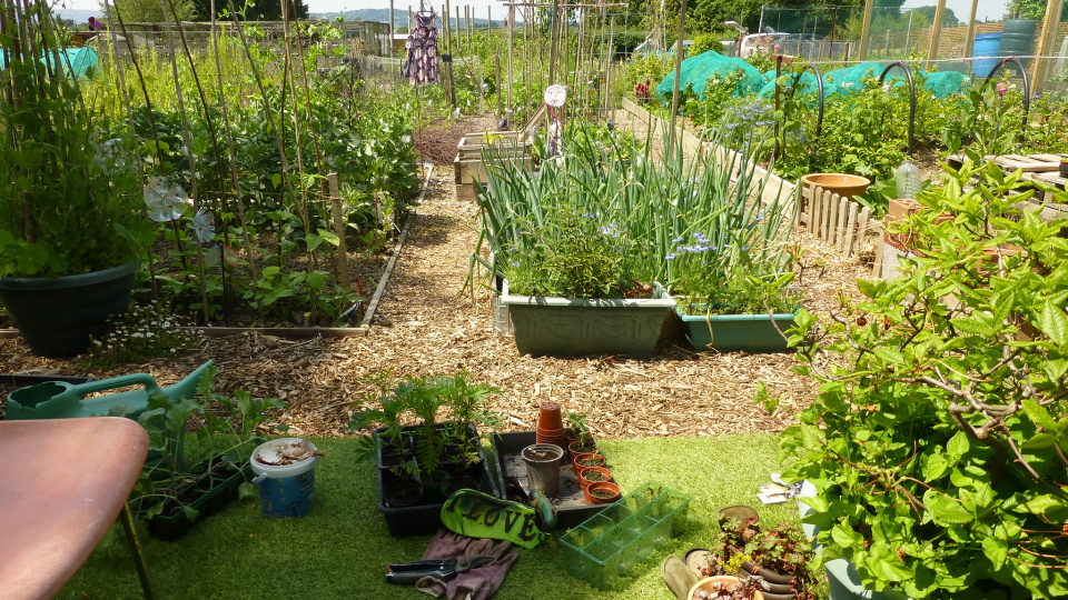 I LOVE my allotment | Kipsie | Blipfoto