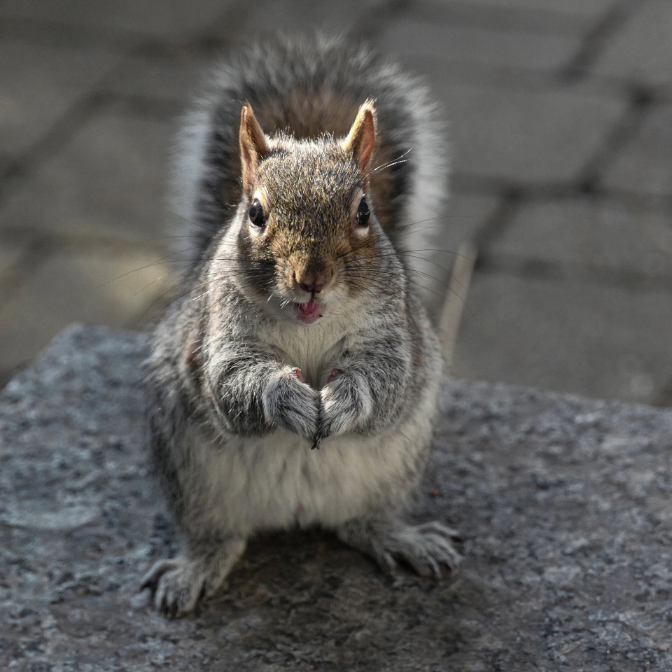 An educated squirrel's plea... | justbe | Blipfoto