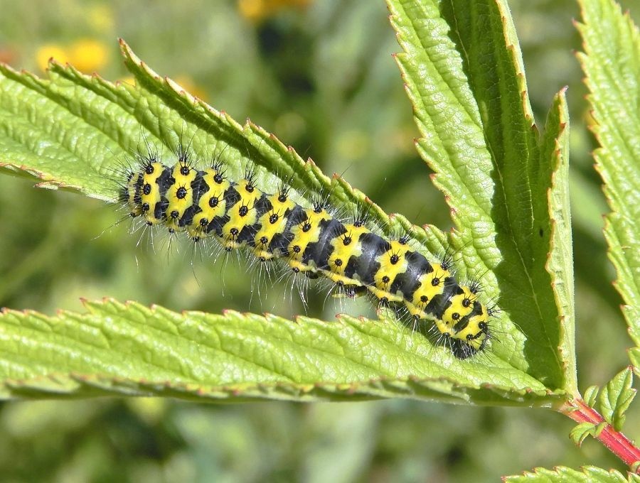 Emperor Moth, caterpillar | La55e | Blipfoto