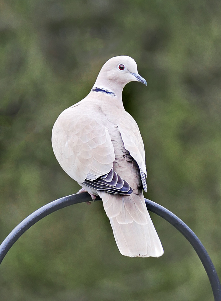 COLLARED DOVE. maureen482 Blipfoto