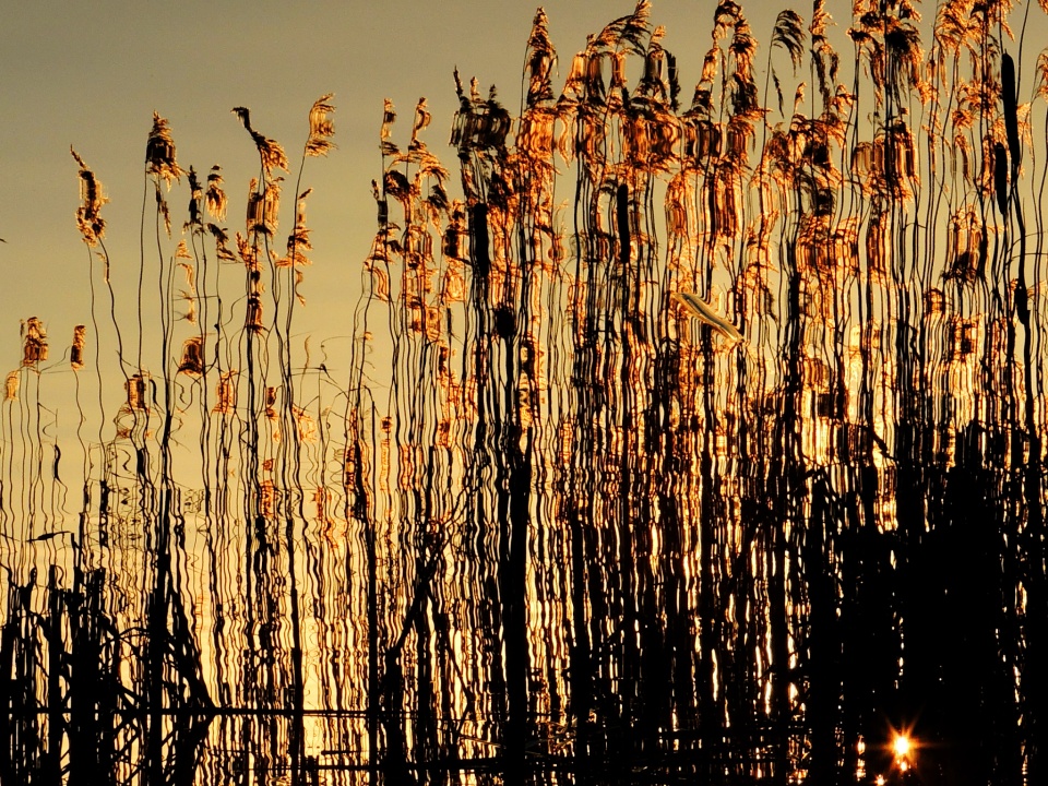 Rippling reeds | babszilla | Blipfoto