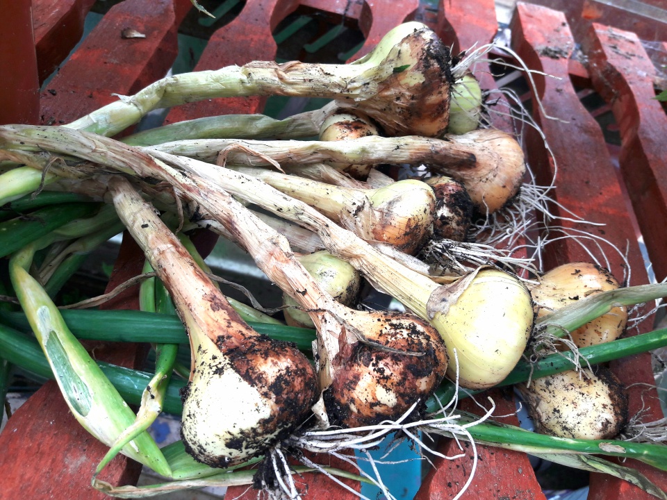 Some of our onion harvest... Skyegirl Blipfoto