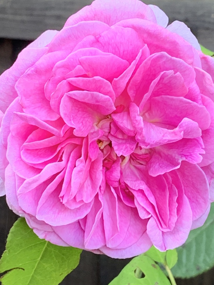 Lovely run, very hot day... lulubelle Blipfoto