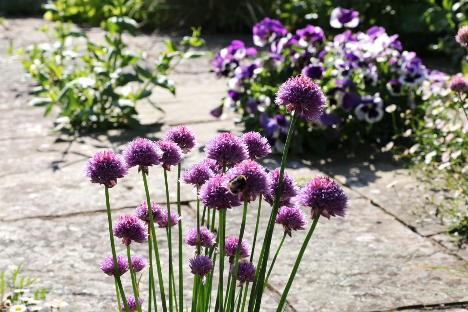 Chives in the garden | oeilduchat | Blipfoto