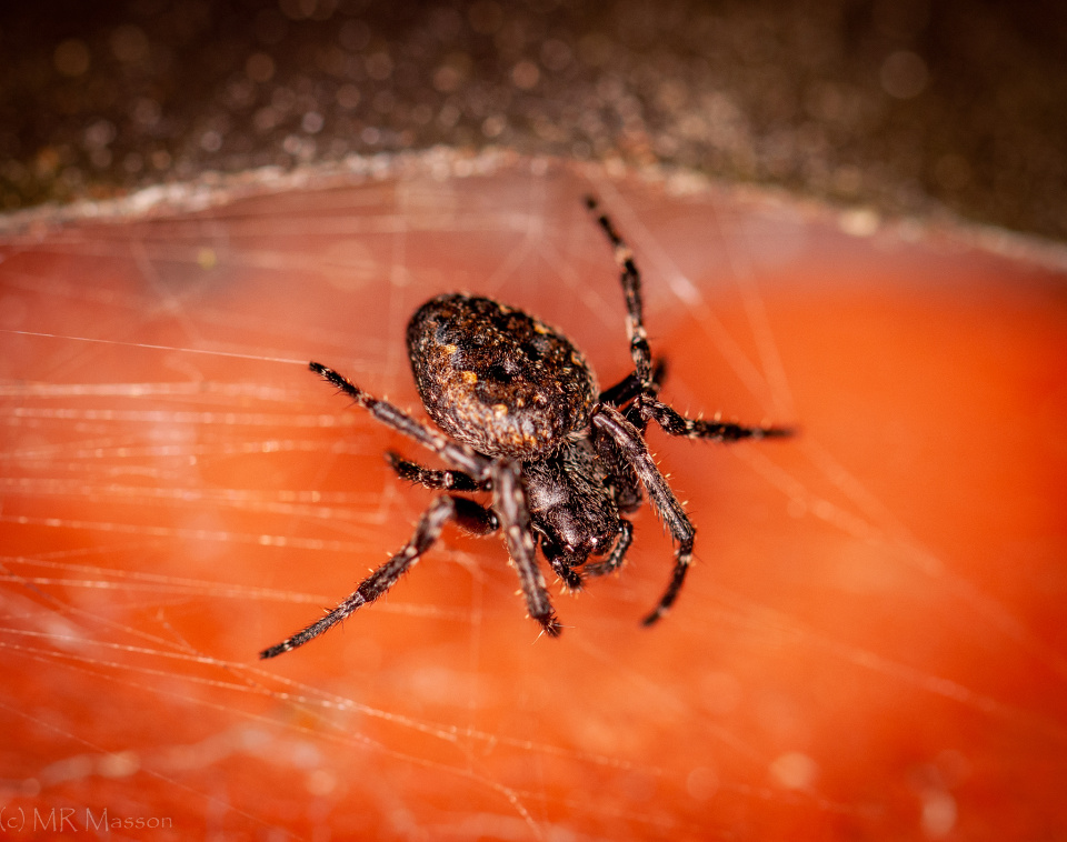 Black Orb weaver DarkEyedMary Blipfoto black-orb-weaver-darkeyedmary-blipfoto