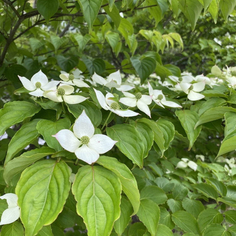 Japanese dogwood | yasumish | Blipfoto