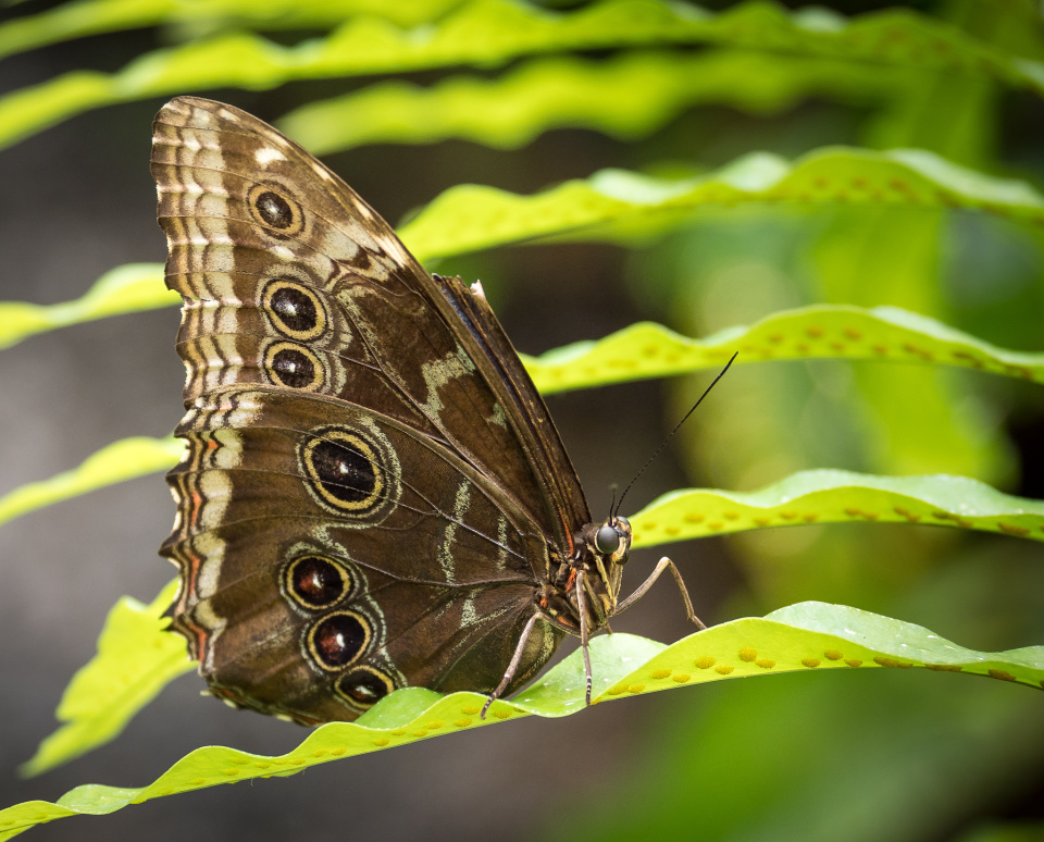 Butterfly, Otago Museum davidc Blipfoto