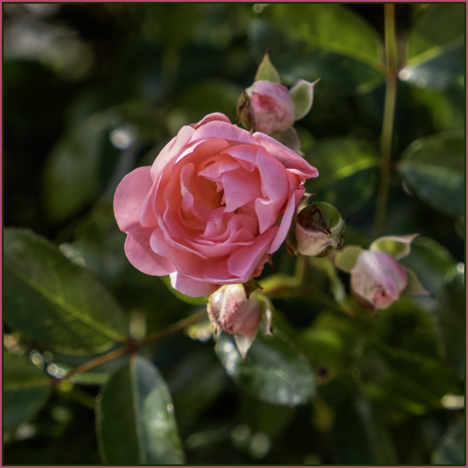 Dad s Rose Terrifo Blipfoto dad-s-rose-terrifo-blipfoto