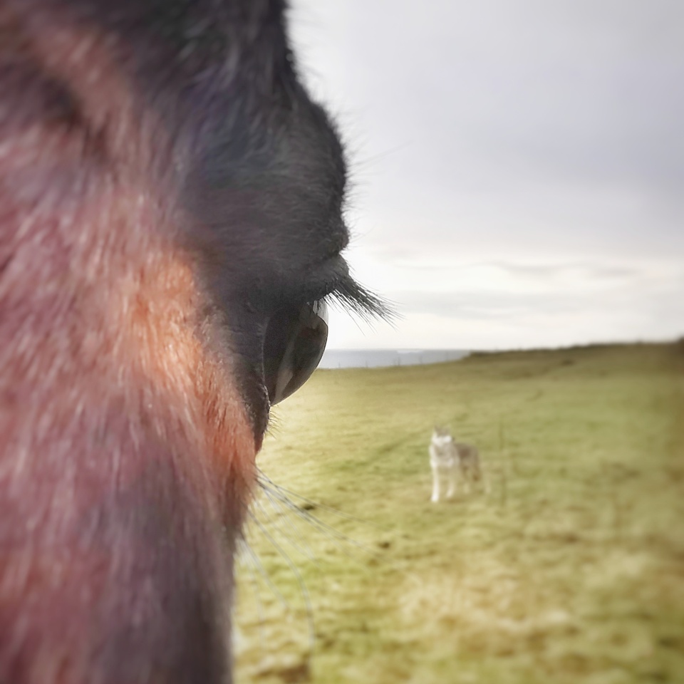 Juggling animals and work HappyValley Blipfoto