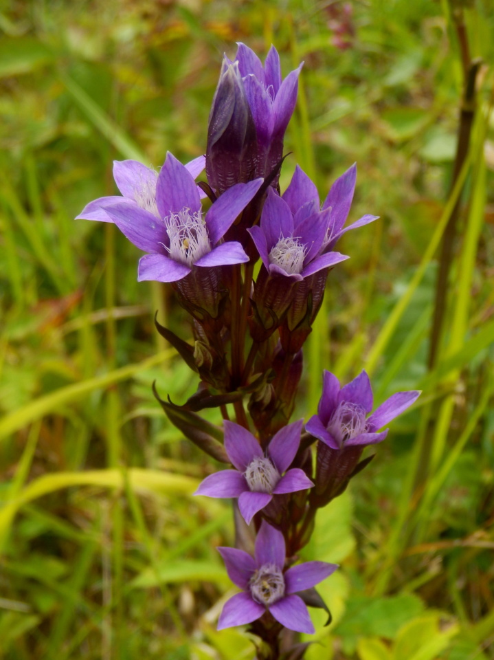 Chiltern gentian | Dancersend | Blipfoto