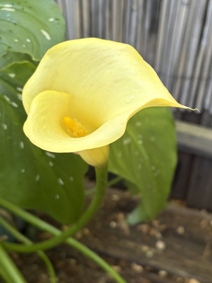 Calla Lily. A tribute to sk Sarah | 59 | Blipfoto