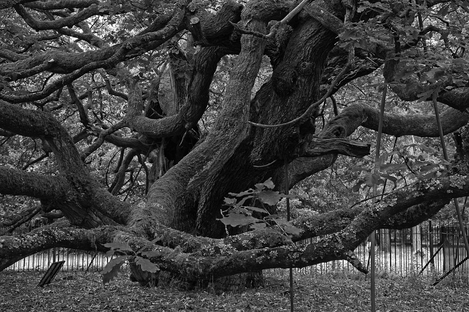 The UK Tree of the Year sjb Blipfoto