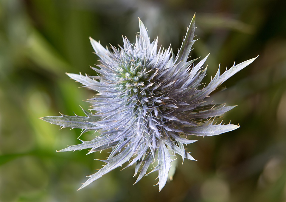 Eryngium Supernova questar Colstro Blipfoto