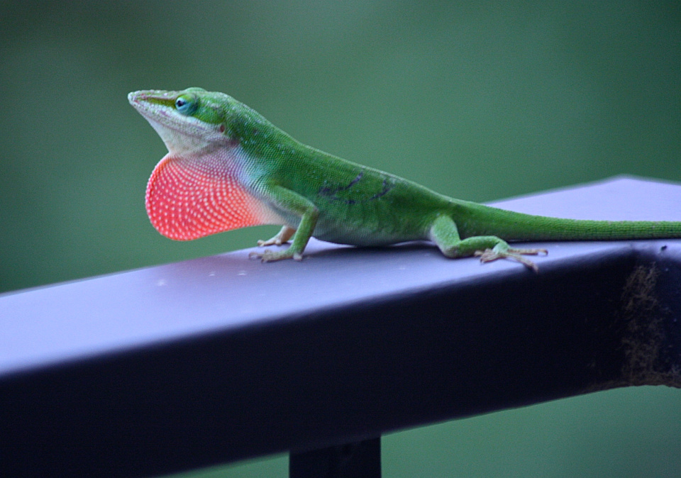 Lizard Interrogates Lizard Intimidation! | ShawnChristine | Blipfoto