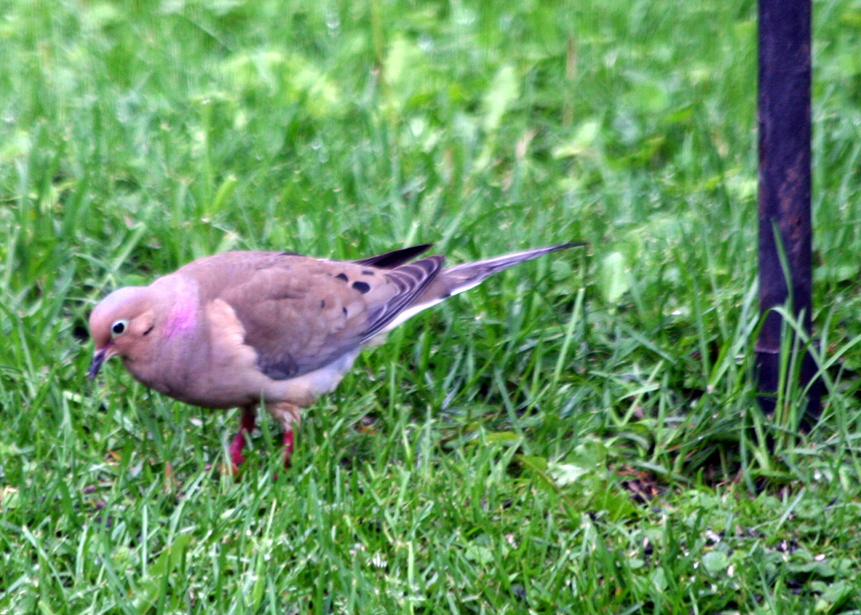 Mourning Dove hunting for fallen Sunflower seeds BoroLady69 Blipfoto