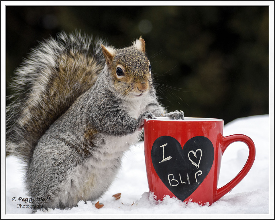 Silly Saturday .... | SquirrelsEtc | Blipfoto