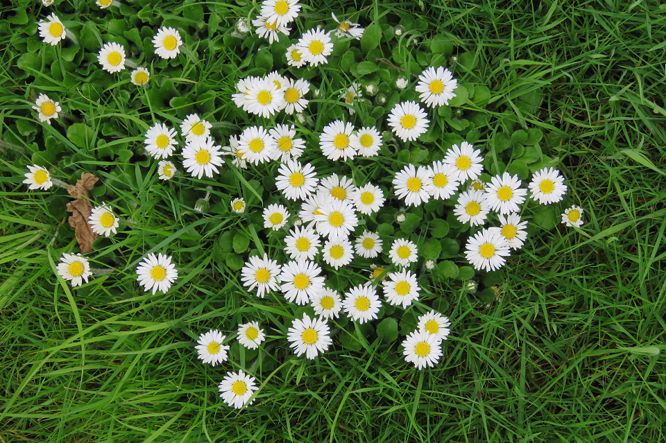 Daisies! | Rosemarie55 | Blipfoto