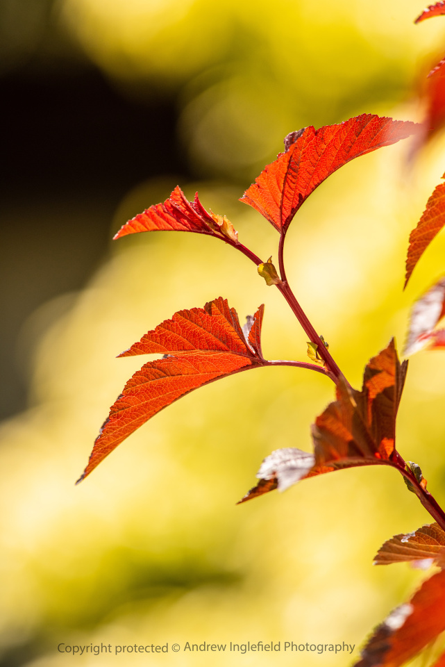 Inleman Physocarpus opulifolius (Nine Bark) | Ingleman | Blipfoto