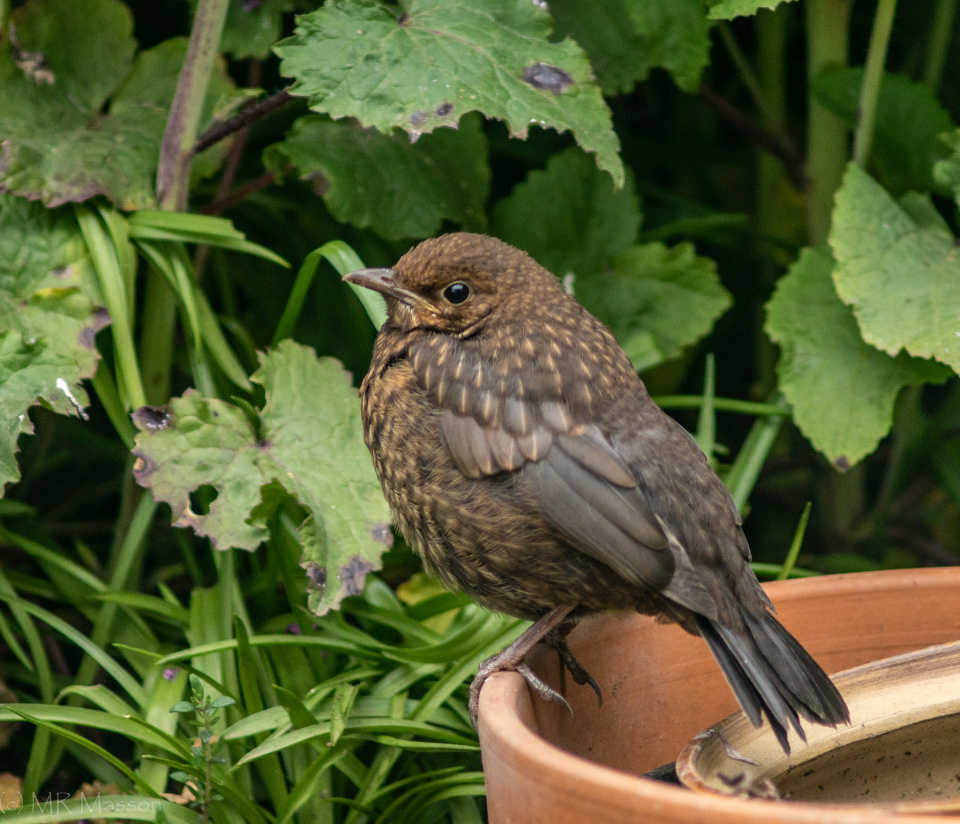 Baby blackbird | DarkEyedMary | Blipfoto