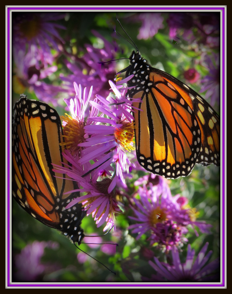 Fly Away, Monarch Butterflies LeGreveKarjala Blipfoto