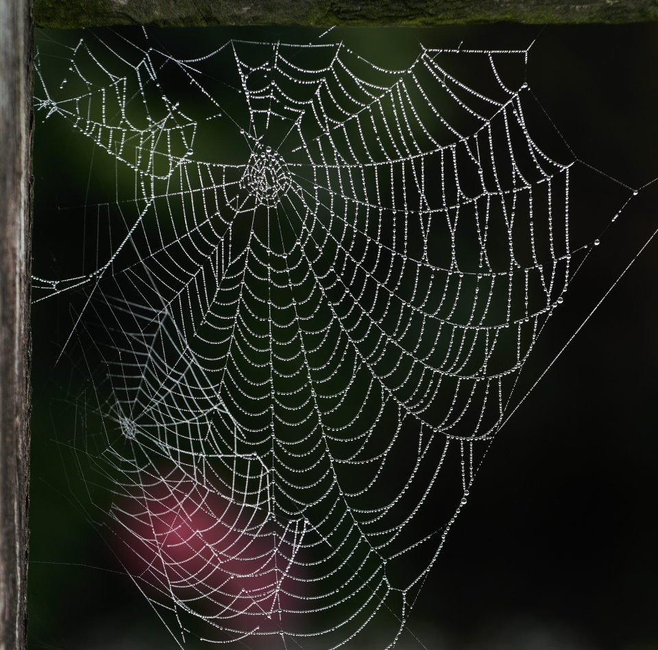 Inleman Early Morning Catch | Ingleman | Blipfoto
