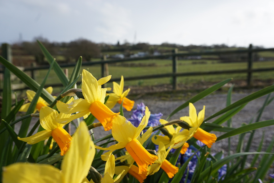 Welsh Daffodils SMLP Blipfoto
