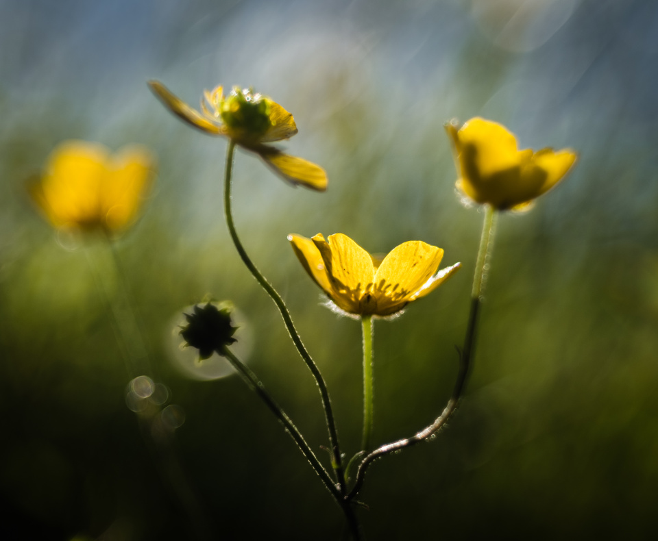 buttercups-johngravett-blipfoto