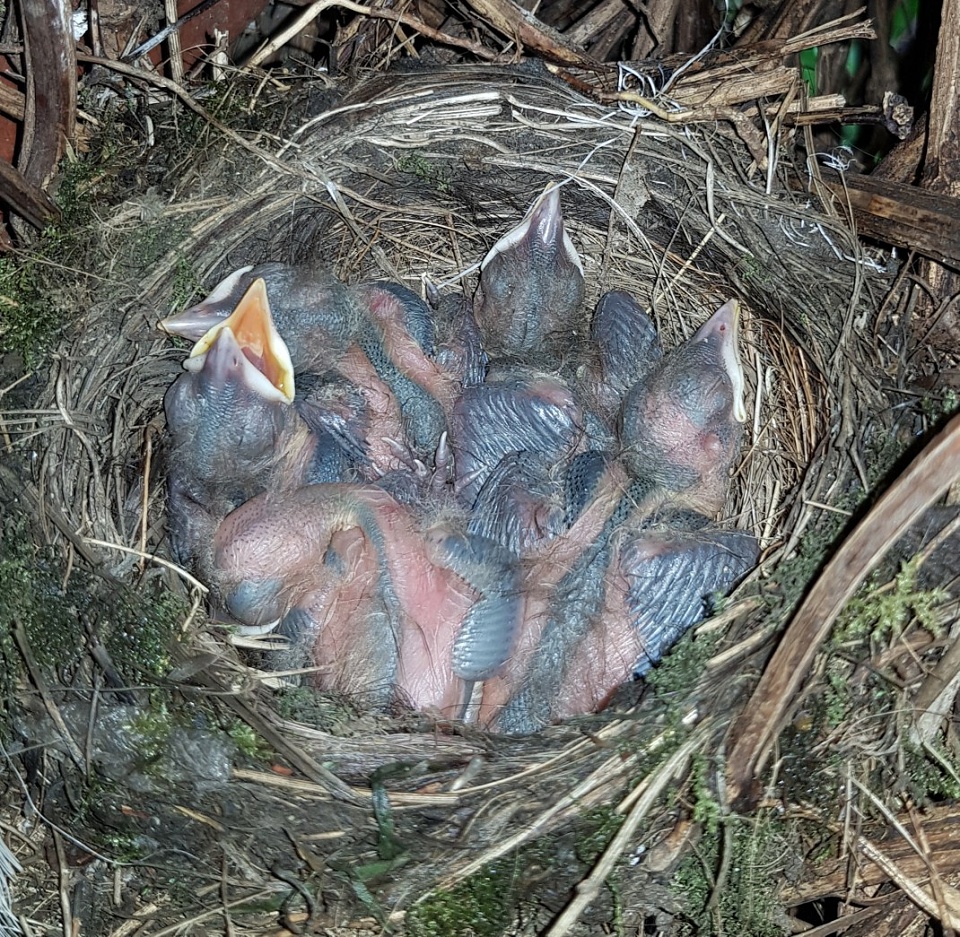 Day 4. Five blackbird chicks | cosmosellie | Blipfoto